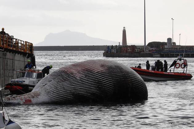 Italien, im Golf von Neapel wird ein Wal-Kadaver geborgen The recovery by the coast guard of the carcass of the whale found dead in the waters of the Gulf of Naples has begun  Copyright: xSalvatorexLaportax xIPAx xKontrolabx