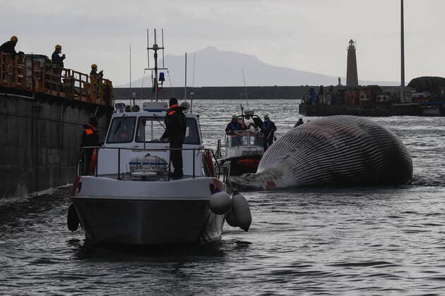 Italien, im Golf von Neapel wird ein Wal-Kadaver geborgen The recovery by the coast guard of the carcass of the whale found dead in the waters of the Gulf of Naples has begun  Copyright: xSalvatorexLaportax xIPAx xKontrolabx