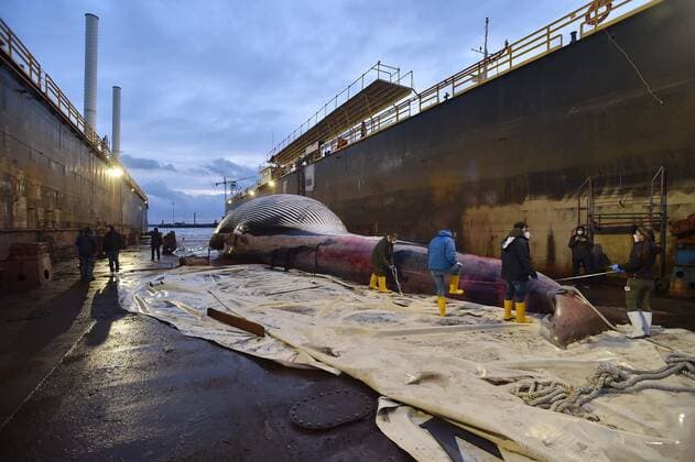 Photo IPP Felice De Martino Naples 20 01 2021 the carcass of a whale 23 meters long by nearly 70 tons of weight recovered in the marina of Marina Piccola in Sorrento and then transported to the dock San Vincenzo in Naples in the photo the carcass of the whale Italy Photo Press World Copyright  0