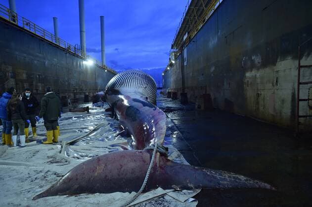 Photo IPP Felice De Martino Naples 20 01 2021 the carcass of a whale 23 meters long by nearly 70 tons of weight recovered in the marina of Marina Piccola in Sorrento and then transported to the dock San Vincenzo in Naples in the photo the carcass of the whale Italy Photo Press World Copyright  0
