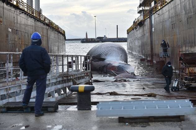 Photo IPP Felice De Martino Naples 20 01 2021 the carcass of a whale 23 meters long by nearly 70 tons of weight recovered in the marina of Marina Piccola in Sorrento and then transported to the dock San Vincenzo in Naples in the photo the carcass of the whale Italy Photo Press World Copyright  0