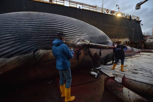 Photo IPP Felice De Martino Naples 20 01 2021 the carcass of a whale 23 meters long by nearly 70 tons of weight recovered in the marina of Marina Piccola in Sorrento and then transported to the dock San Vincenzo in Naples in the photo the carcass of the whale is measured Italy Photo Press World Copyright  0