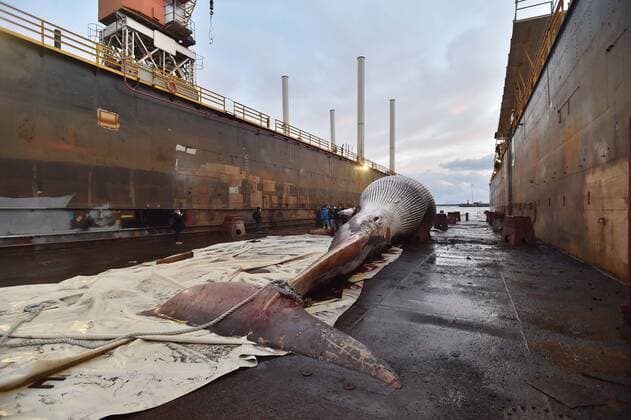 Photo IPP Felice De Martino Naples 20 01 2021 the carcass of a whale 23 meters long by nearly 70 tons of weight recovered in the marina of Marina Piccola in Sorrento and then transported to the dock San Vincenzo in Naples in the photo the carcass of the whale Italy Photo Press World Copyright  0
