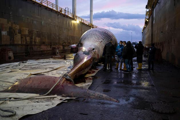 Dead Whale in Napoli Like a funeral procession, in the night, on a mirror of black sea. The whale that died last Thursday in the waters of the port of Sorrento crossed the gulf, transported by a convoy of boats, the CP267 and CP532 patrol boats of the coast guard, arriving this morning in Naples. Naples Italy Copyright: VincenzoxNoletto