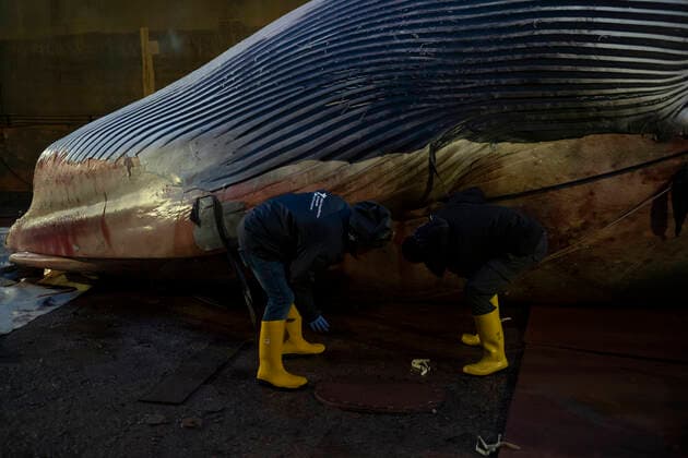 Dead Whale in Napoli Like a funeral procession, in the night, on a mirror of black sea. The whale that died last Thursday in the waters of the port of Sorrento crossed the gulf, transported by a convoy of boats, the CP267 and CP532 patrol boats of the coast guard, arriving this morning in Naples. Naples Italy Copyright: VincenzoxNoletto