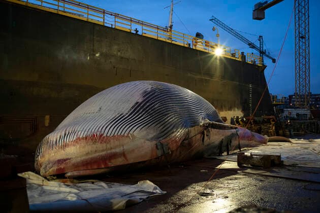 Dead Whale in Napoli Like a funeral procession, in the night, on a mirror of black sea. The whale that died last Thursday in the waters of the port of Sorrento crossed the gulf, transported by a convoy of boats, the CP267 and CP532 patrol boats of the coast guard, arriving this morning in Naples. Naples Italy Copyright: VincenzoxNoletto
