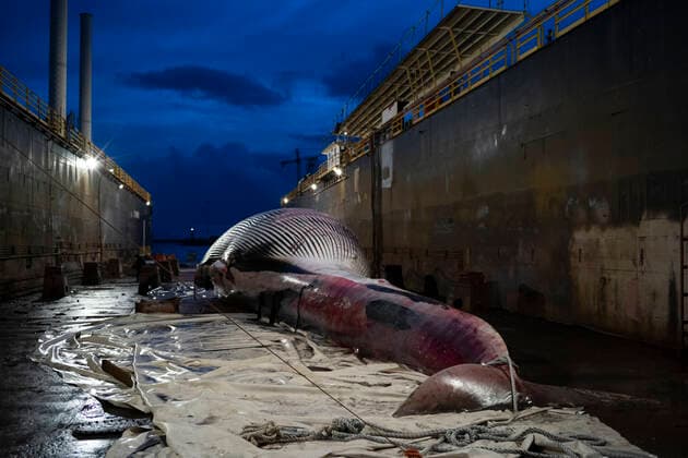 Dead Whale in Napoli Like a funeral procession, in the night, on a mirror of black sea. The whale that died last Thursday in the waters of the port of Sorrento crossed the gulf, transported by a convoy of boats, the CP267 and CP532 patrol boats of the coast guard, arriving this morning in Naples. Naples Italy Copyright: VincenzoxNoletto