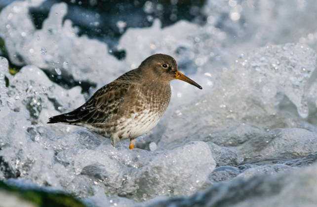 Purple sandpiper Calidris maritima , Juvenile second year standing in the surf of the North Sea, Germany BLWS636316 Copyright: xblickwinkel AGAMI R.xMartinx
