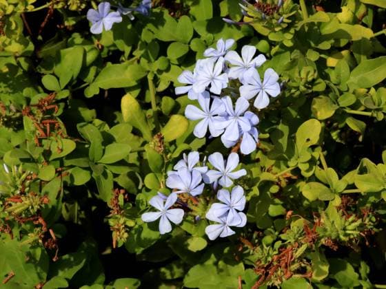 Plumbago, Kapbleiwurz, Kap-Bleiwurz (Plumbago auriculata, Plumbago capensis), bluehend, Spanien, Balearen, Mallorca Cape Leadwort, Skyflower, Cape Plumbago (Plumbago auriculata, Plumbago capensis), blooming, Spain, Balearic Islands, Majorca BLWS636407 *** Plumbago, Cape Leadwort, Cape Plumbago Plumbago auriculata, Plumbago capensis , flowering, Spain, Balearic Islands, Majorca Cape Leadwort, Skyflower, Cape Plumbago Plumbago auriculata, Plumbago capensis , flowering, Spain, Balearic Islands, Majorca BLWS636407 Copyright: xblickwinkel A.xJagelx