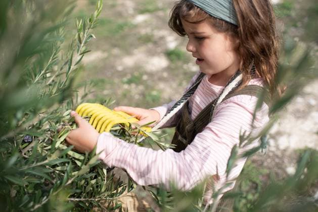 From above of cute little girl in casual clothes collecting fresh ripe olives from tree into straw basket while working in plantation on sunny day, Model released Copyright: xMireiaxCordomix MR