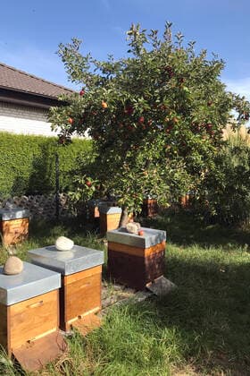 19.09.2020, Neuenhagen, Brandenburg, GER - Bienenstoecke an einem reich tragenden Apfelbaum. (Aepfel, Apfelbaum, Apfelernte, aussen, Aussenaufnahme, Baum, Bestaeuber, Bienenbeuten, Bienenstoecke, Brandenburg, deutsch, Deutschland, Ernaehrung, Ernte, Ertrag, ertragreich, Essen und Trinken, Europa, europaeisch, Fauna, Fruechte, Garten, Herbst, HF, Hochformat, Imkerei, Jahreszeit, Kleingarten, Landschaft, Landschaftsaufnahme, Lebensmittel, Nahrung, Nahrungsmittel, Natur, Naturprodukte, Neuenhagen, niemand, Obst, Obstbaum, Pflanze, Schrebergarten, Selbstversorger, Sommer, traegt, tragen, tragend, Westeuropa, Wirtschaft) 200919D868NEUENHAGEN.JPG *** 19 09 2020, Neuenhagen, Brandenburg, GER Beehives on a richly bearing apple tree Apples, apple t
