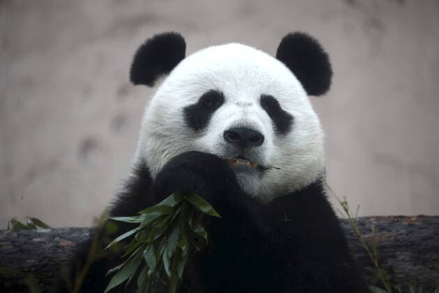 Bilder des Jahres 2021, Entertainment 01 Januar Entertainment Themen der Woche KW03 Entertainment Bilder des Tages PandabÃ¤r im Zoo von Moskau MOSCOW, RUSSIA - JANUARY 24, 2021: A giant panda kept at the Moscow Zoo. The facility reopens to visitors those animal enclosures closed earlier due to coronavirus restrictions. Artyom Geodakyan TASS  TS0F511C