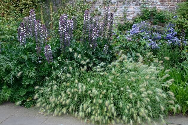  Stacheliger Bärenklau und Gräser in Staudenrabatte, Akanthus spinosus *** Prickly hogweed and grasses in herbaceous border, Acanthus spinosus Copyright: imageBROKER/J.xPfeiffer iblpjr05187304.jpg