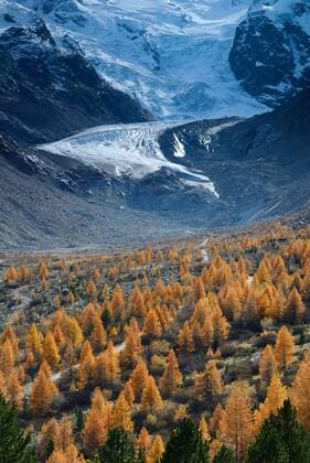 IMAGO Nature: Unsere Erde, Klimawandel, Gletscherschmelze  Ausläufer des Morteratschgletscher mit Lärchen (Larix decidua), Gletscherschmelze, Berninagruppe, Oberengadin, Kanton Graubünden, Schweiz, Europa *** Foothills of the Morteratsch glacier with larches Larix decidua , glacial melt, Bernina Group, Upper Engadine, Canton Grisons, Switzerland, Europe Copyright: imageBROKER/J.xPfeiffer iblpjr05187528.jpg