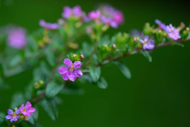 Japanische Scheinmyrthe, Cuphea hyssopifolia *** Japanese false myrtle, Cuphea hyssopifolia Copyright: imageBROKER J.xPfeiffer iblpjr05187909.jpg
