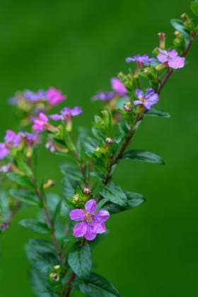 Japanische Scheinmyrthe (Cuphea hyssopifolia) *** Japanese false myrtle Cuphea hyssopifolia Copyright: imageBROKER J.xPfeiffer iblpjr05187910.jpg