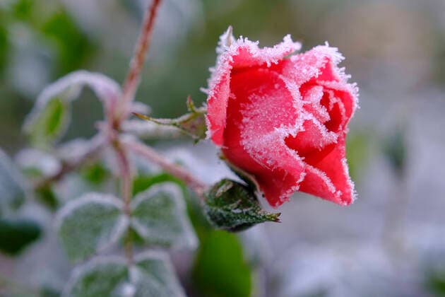 Pink roses covered in winter frost WIF04378