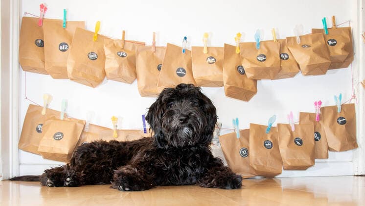 black labradoodle dog in front of its advent calendar Happy dog is posing in front of its own self made advent calendar - the ladradoodle has become a beloved member of the family *** schwarzer Labradoodle-Hund vor seinem Adventskalender Glücklicher Hund posiert vor seinem eigenen, selbst gebastelten Adventskalender der Ladradoodle ist ein geliebtes Familienmitglied geworden Copyright: xMartinxGruberx