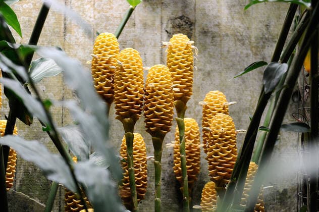IMAGO Nature: Unsere Erde: Pflanzenwelt: Hässliche Pflanzen Palmengarten, Presserundgang im Tropicarium. 12.09.2013 Frankfurt x1x Palmengarten, Presserundgang im Tropicarium. Bienenkorb-Ingwer. Frankfurt Frankfurt Hessen Germany *** Palmengarten, press tour in the Tropicarium 12 09 2013 Frankfurt x1x Palmengarten, press tour in the Tropicarium beehive ginger Frankfurt Frankfurt Hessen Germany