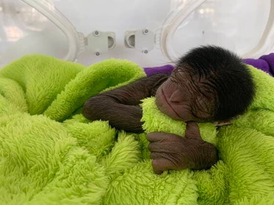 Bilder des Jahres 2021, Entertainment 01 Januar Entertainment Themen der Woche KW04 Entertainment Bilder des Tages NANJING, CHINA - JANUARY 25: A baby siamang named Lucky is seen at Hongshan Forest Zoo on Janaury 25, 2021 in Nanjing, Jiangsu Province of China. The baby siamang (Symphalangus syndactylus) was born by caesarean section on December 27 last year.  Copyright: xVCGx CFP111314833692