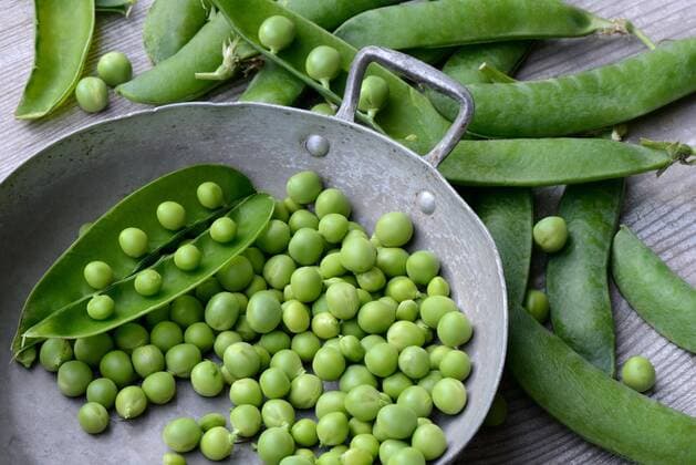 IMAGO Nature: Unsere Erde, Klimawandel, Ernährung, Pflanzen der Zukunft, Futtererbse Erbsen (Pisum sativum), grüne Erbsen in Schale und Erbsenschoten *** Peas Pisum sativum , green peas in pod and pea pods Copyright: imageBROKER/J.xPfeiffer iblpjr05185839.jpg