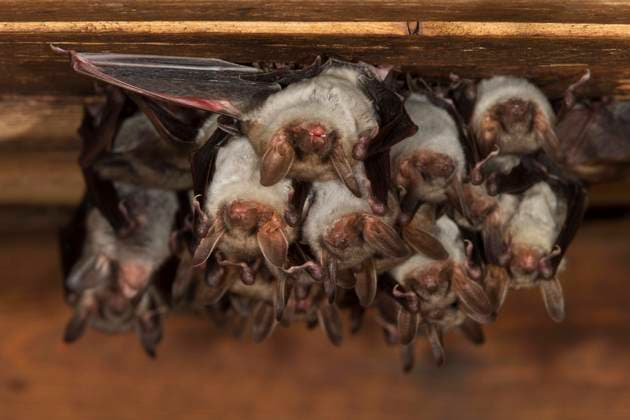 Großes Mausohr (Myotis myotis), Wochenstube mit Gruppe von Weibchen und Jungtieren im Dachboden einer Kirche, Thüringen, Deutschland, Europa *** Greater mouse-eared bat Myotis myotis , week-roost with group of females and young in the attic of a church, Thuringia, Germany, Europe Copyright: imageBROKER FranzxChristophxRobiller ibxrob04612923.jpg