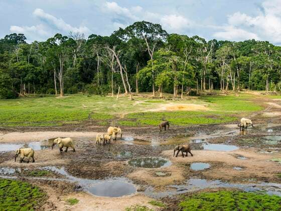 IMAGO Nature: Unsere Erde, Naturschutz, Naturschutzgebiete in Afrika Waldelefanten (Loxodonta cyclotis) an der Dzanga Bai, Unesco-Weltkulturerbe Dzanga-Sangha Special Reserve, Zentralafrika *** Forest elephants Loxodonta cyclotis at Dzanga Bai, Unesco World Heritage Site Dzanga Sangha Special Reserve, Central Africa Copyright: imageBROKER/MichaelxRunkel ibxrun06486974.jpg