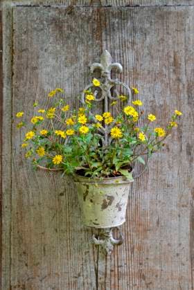  Husarenknopf (Sanvitalia procumbens), in Topf vor Holzwand *** Hussars button Sanvitalia procumbens , in pot in front of wooden wall Copyright: imageBROKER/J.xPfeiffer iblpjr05184424.jpg