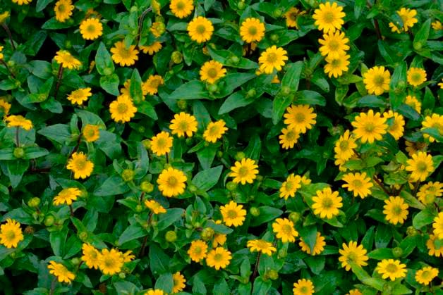  Kriechende Zinnie (Sanvitalia procumbens) *** Creeping zinnia Sanvitalia procumbens Copyright: imageBROKER/J.xPfeiffer iblpjr05184435.jpg