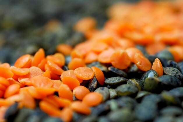 IMAGO Nature: Unsere Erde, Klimawandel, Ernährung, Pflanzen der Zukunft, Linse Grüne und rote Linsen (Lens culinaris) *** Green and red lentils Lens culinaris Copyright: imageBROKER/J.xPfeiffer iblpjr05181771.jpg