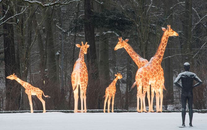 Bilder des Jahres 2021, Entertainment 02 Februar Entertainment Themen der Woche KW05 Fünf lebensgrosse Giraffen stehen am Dahlienquartier im Rostocker Zoo. Die Giraffen leuchten täglich und sind von der Rennbahnallee aus in der Dunkelheit gut zu sehen. Fünf Rostocker Unternehmen haben die Patenschaft für die drei erwachsenen Giraffen und zwei Jungtiere übernommen. Die Tiere aus chinesischer Ballonseide sind Leihgaben des Osnabrücker Zoos undsind das Aushängeschild für die zweiten Zoolights, die ab Dezember 2021 stattfinden sollen. Aufgrund des Lockdowns und der anhaltenden Coronapandie ist der Rostocker Zoo derzeit geschlossen. ROSTOCK *** Five life-size giraffes stand at the Dahlia Quarter in Rostock Zoo The giraffes glow daily and can be easily seen from Rennbahnallee in the dark Five Rostock companies have taken Copyright: FrankxHormannx xnordlicht
