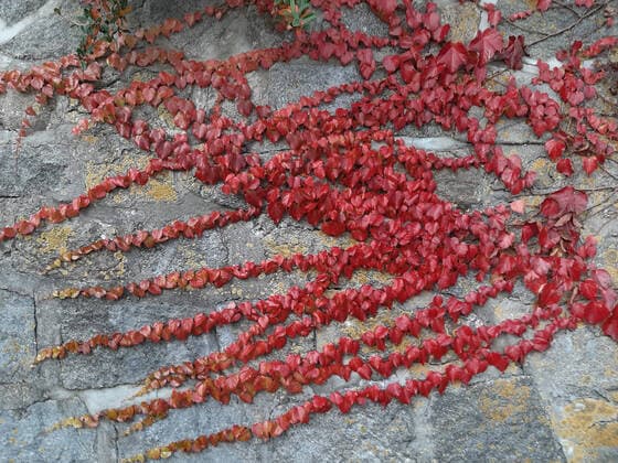 Three-lobed maidenhair vine, wild vine Parthenocissus tricuspidata , red autumn leaves on a wall, Germany Boston ivy, Japanese creeper Parthenocissus tricuspidata , creeping on a wall, Germany BLWS634416 Copyright: xblickwinkel M.xHenningx