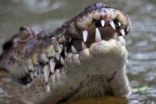 IMAGO Creative: 2021 Favoriten Creative Highlights World Leistenkrokodil, Leisten-Krokodil (Crocodylus porosus), Portraet im Wasser mit aufgesperrtem Maul , Australien, Queensland saltwater crocodile, estuarine crocodile (Crocodylus porosus), portrait in water with mouth open, Australia, Queensland BLWS634451 *** Estuarine crocodile Crocodylus porosus , portrait in water with mouth open, Australia, Queensland saltwater crocodile, estuarine crocodile Crocodylus porosus , portrait in water with mouth open, Australia, Queensland BLWS634451 Copyright: xblickwinkel M.xHenningx