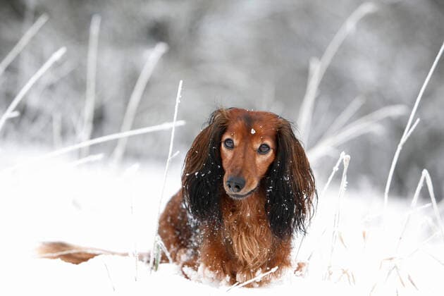 Long haired Dachshund, Long haired dachshund, Long haired dachshund, Dachshund, Dachshund Canis lupus f familiaris , sitting in the snow, Germany Long haired Dachshund, Long haired sausage dog, domestic dog Canis lupus f familiaris , sitting in the snow, Germany BLWS637690 Copyright: xblickwinkel H.xSchmidt-Roegerx