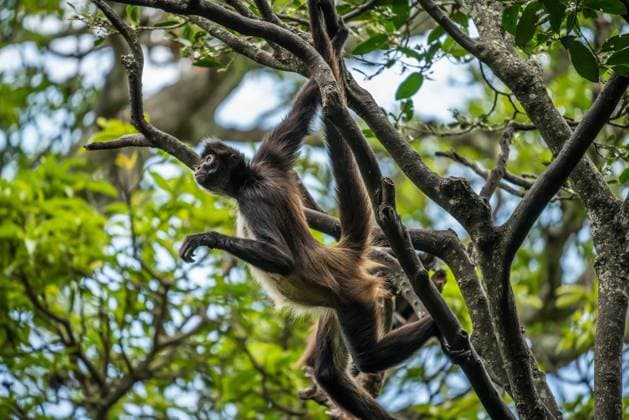 IMAGO Nature: Unsere Erde, Umweltverträgliche Herausforderungen, Regenwald Geoffroy s Spider Monkey, Ateles geoffroyi, also known as the Black-handed Spider Monkey and is found in Mexico and Central America. Tuxtla-Gutierrez El Zapotal Nature Reserve Chiapas Mexico Copyright: xJonxG.xFullerx JGF-mammals-Geoffroy s Spider Monkey-MX-0907