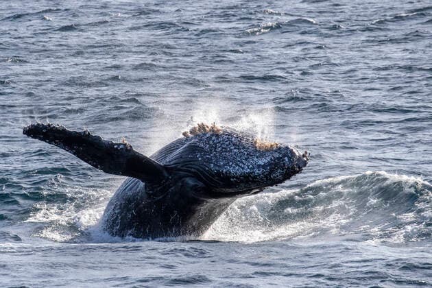 Adult humpback whale (Megaptera novaeangliae), breaching, San Jose del Cabo, Baja California Sur, Mexico, North America Copyright: MichaelxNolan 1112-5625