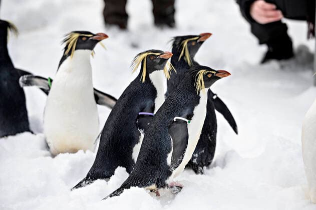 Bilder des Jahres 2021, Entertainment 02 Februar Entertainment Themen der Woche KW05 Entertainment Bilder des Tages Nogle af pingvinerne i Odense Zoo fik et frikvarter i den rigtige sne torsdag den 4. februar 2021. Normalt lukkes de antarktiske fugle ikke ud i den danske natur, men i disse dage hvor der baade er frost og sne, kan det lade sig goere. . , Odense Denmark *** Some of the penguins in Odense Zoo got a break in the real snow on Thursday 4 February 2021 Normally the Antarctic birds are not released into the Danish nature, but in these days where there is both frost and snow, it can be done, Odense Denmark  Copyright: xMichaelxBagerxbager@fyens.dkxwww.fyens.dkxxwww.michaelbager.dk MichaelxBagerx COP117 spdk20210204-144138-L