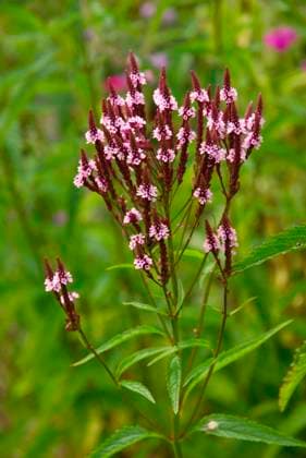  Lanzen-Eisenkraut (Verbena hastata), Lanzen-Verbene *** Lances verbena hastata , lances verbena Copyright: imageBROKER/J.xPfeiffer iblpjr05174880.jpg
