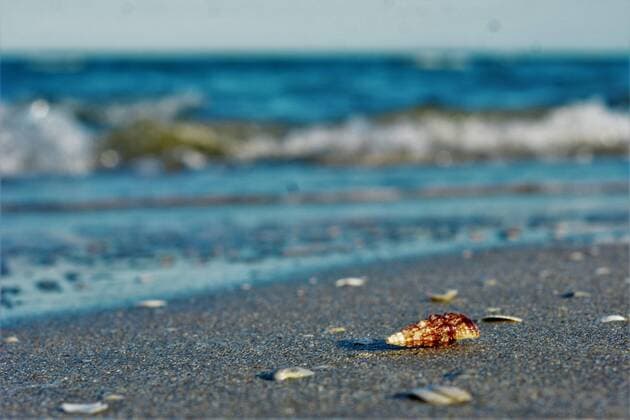 Stock photo sea, shell, coast, beach, waves, baltic sea, autumn, sandy beach, sand lohmühle Copyright: xLobeca MarcusxKabenx