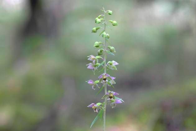 Breitblättrige Sumpfwurz, Breitblättrige Stendelwurz (Epipactis helleborine) Blüte, Siegerland, Nordrhein-Westfalen, Deutschland, Europa *** Broad-leaved marshwort Epipactis helleborine flower, Siegerland, North Rhine-Westphalia, Germany, Europe Copyright: imageBROKER FriedhelmxAdam ibxada06688084.jpg