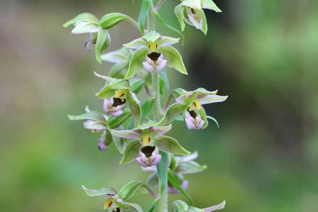 Breitblättrige Sumpfwurz, Breitblättrige Stendelwurz (Epipactis helleborine) Blüte, Siegerland, Nordrhein-Westfalen, Deutschland, Europa *** Broad-leaved marshwort Epipactis helleborine flower, Siegerland, North Rhine-Westphalia, Germany, Europe Copyright: imageBROKER FriedhelmxAdam ibxada06688086.jpg