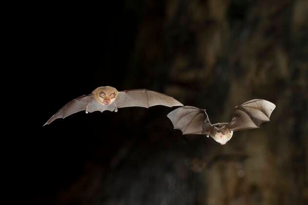  Kleine Hufeisennase (Rhinolophus hipposideros) im Aus- und Einflug am Höhleneingang, extrem bedrohte Tierart, Pleven, Bulgarien, Europa *** Lesser horseshoe bat Rhinolophus hipposideros in the exit and entrance of the cave, extremely endangered species, Pleven, Bulgaria, Europe Copyright: imageBROKER/FranzxChristophxRobiller ibxrob04613980.jpg