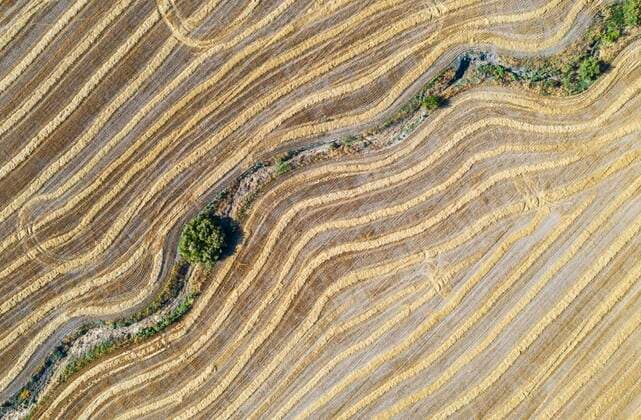  Abgeerntetes Weizenfeld und ausgetrockneter Bach, Drohnenaufnahme, Provinz Córdoba, Andalusien, Spanien, Europa *** Harvested wheat field and dried stream, drone image, Córdoba province, Andalusia, Spain, Europe. Copyright: imageBROKER/ThomasxDressler ibxtdr06687525.jpg