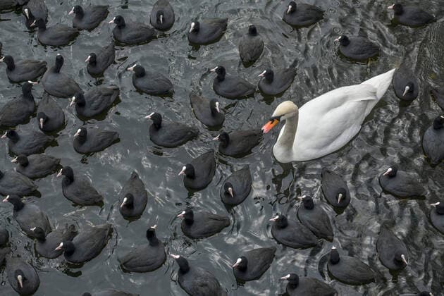 Bilder des Jahres 2021, Entertainment 02 Februar Entertainment Themen der Woche KW06 Entertainment Bilder des Tages Winter, Wasservögel an einem Wasserloch im Eis auf der Havel, Insel Eiswerder, Haselhorst, Spandau, Berlin, Deutschland *** Winter, waterfowl at a waterhole in the ice on the Havel, Eiswerder Island, Haselhorst, Spandau, Berlin, Germany