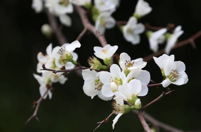 SOCHI, RUSSIA - FEBRUARY 12, 2021: A Chaenomeles bush blossoms in the Southern Cultures arboretum in Adler, southern Sochi. Dmitry Feoktistov TASS  TS0F6A18