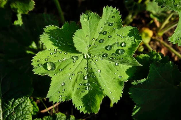Pflanzen. Weicher Frauenmantel ( Alchemilla mollis ) - Blatt. 20200627MIC0001 *** Plants Soft ladys mantle Alchemilla mollis Leaf 20200627MIC0001