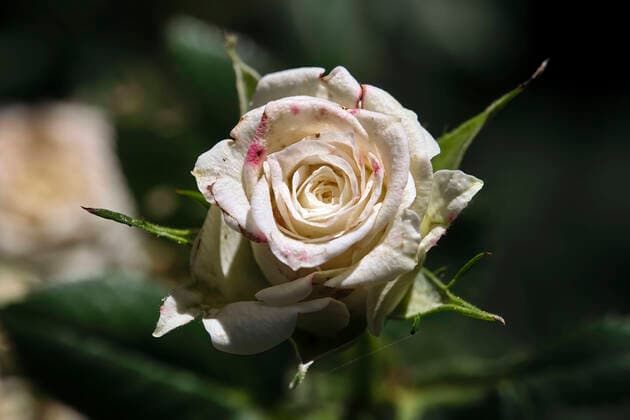 Plants Rose Flower 20200713MIC0014