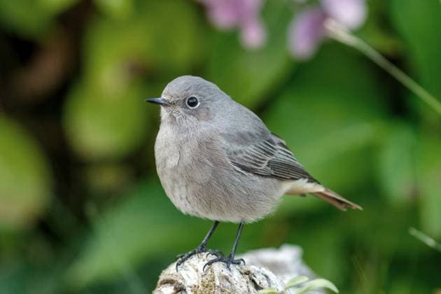Hausrotschwanz, Haus-Rotschwanz (Phoenicurus ochruros), Weibchen sitzt auf Totholz, Seitenansicht, Deutschland, Baden-Wuerttemberg black redstart (Phoenicurus ochruros), female perching on dead wood, side view, Germany, Baden-Wuerttemberg BLWS638687 *** House redstart Phoenicurus ochruros , female perching on dead wood, side view, Germany, Baden Wuerttemberg black redstart Phoenicurus ochruros , female perching on dead wood, side view, Germany, Baden Wuerttemberg BLWS638687 Copyright: xblickwinkel McPHOTO R.xMuellerx