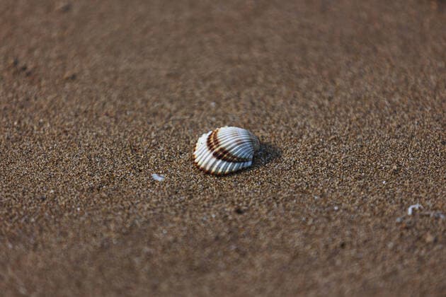Low tide in Nin, Croatia Photo taken on February 22 shows a sea shell during a low tide, in Nin, Croatia. MarkoxDimic PIXSELL