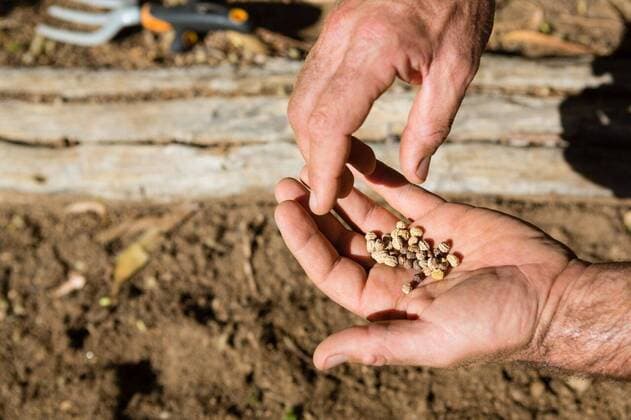 Close-up of man holding seeds in farm Close-up of man holding seeds in farm on a sunny day, model released, , property released, Cape Town, South Africa, 31.01.2017, 1047141.jpg, summer, sunny, summertime, gardener, farmer, farm, occupation, garden, farmyard, agriculture, gardening, part of, hand, soil, mud, holding, sowing, seed, recreation, hobby, leisure, lifestyle, environment, conservation, vacation, weekend activity, care, nature 40s, Mature Adult, Man, Male, Caucasian, 40-44 Years, Mature Men, Caucasian Ethnicity Outdoors,Day